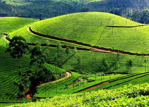 Green Escape 2N Munnar 1N Thekkady 1N Vagamon 1N Alappuzha