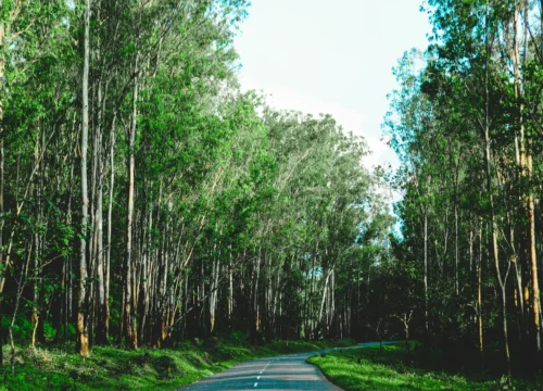 Green Escapes (with HB overnight stay)