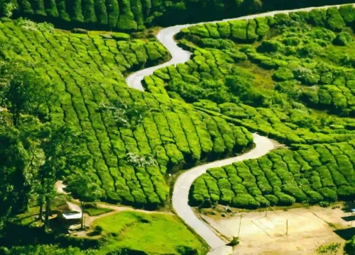 3N Munnar 1N Thekkady 2N Varkala 1N Alappuzha 7 Nights / 8 Days