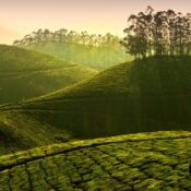 munnar tour package | kerala travel packages