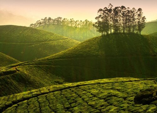Your Dream Munnar Tour Package Awaits with Airon Travel